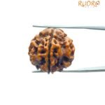5 Mukhi Rudraksha Nepal - (20.10 Mm) 8 5 Mukhi Rudraksha Nepal - (20.10 Mm)
