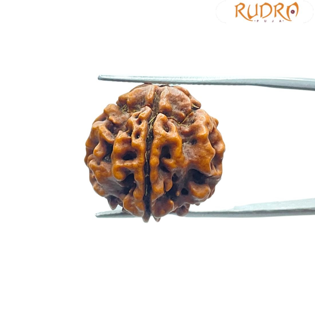 5 Mukhi Rudraksha Nepal - (20.10 Mm) 3 5 Mukhi Rudraksha Nepal - (20.10 Mm)