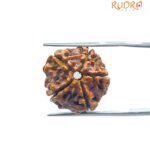 5 Mukhi Rudraksha Nepal - (20.10 Mm) 7 5 Mukhi Rudraksha Nepal - (20.10 Mm)