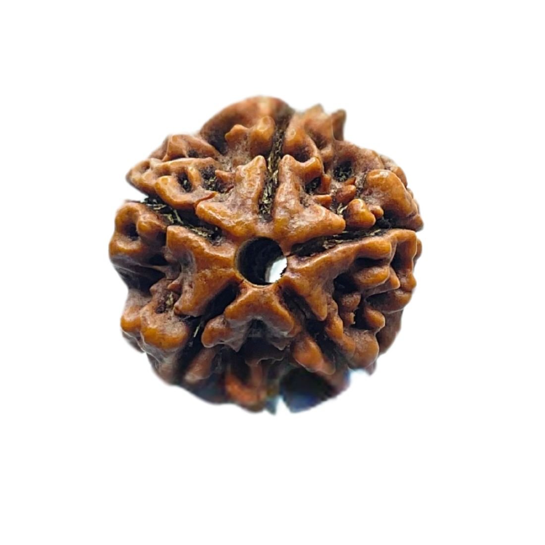 5 Mukhi Rudraksha Nepal - (20.10 Mm) 4 5 Mukhi Rudraksha Nepal - (20.10 Mm) - Image 4