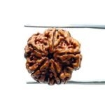 5 Mukhi Rudraksha Nepal - (20.15 MM)