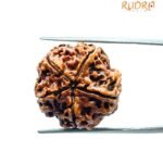 5 Mukhi Rudraksha Nepal - (20.15 MM)