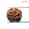 5 Mukhi Rudraksha Nepal - (20.15 Mm)