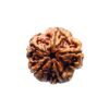 5 Mukhi Rudraksha Nepal - (20.15 Mm)