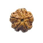5 Mukhi Rudraksha Nepal - (20.20 Mm)