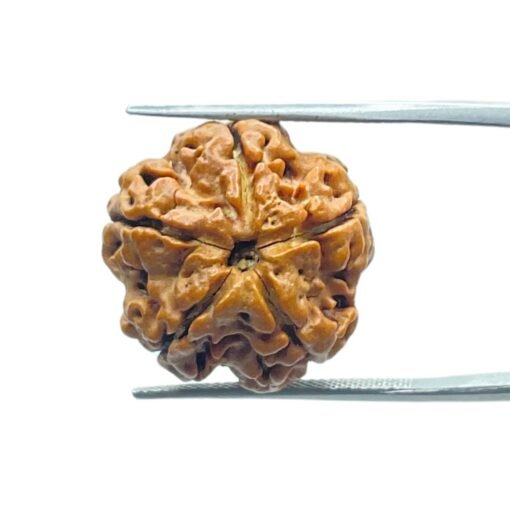 5 Mukhi Rudraksha Nepal - (20.20 Mm)