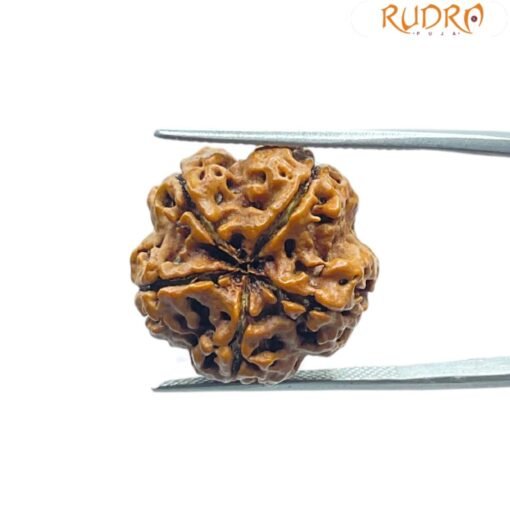 5 Mukhi Rudraksha Nepal - (20.20 Mm)