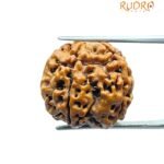 5 Mukhi Rudraksha Nepal - (20.20 Mm)