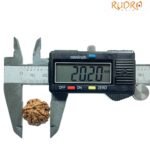 5 Mukhi Rudraksha Nepal - (20.20 Mm)
