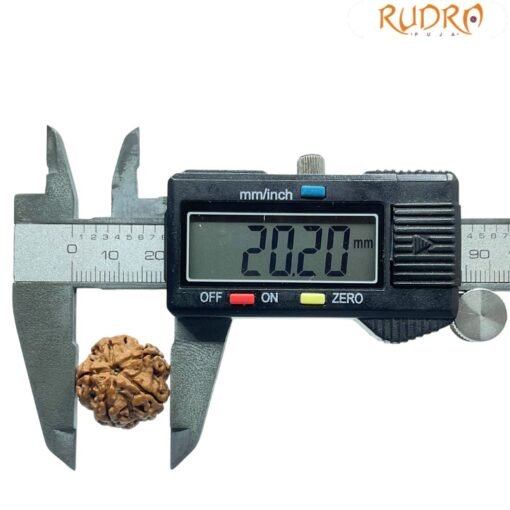 5 Mukhi Rudraksha Nepal - (20.20 Mm) - Image 5
