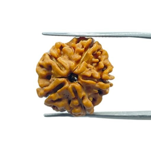 5 Mukhi Rudraksha Nepal - ( 20.65 Mm )
