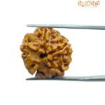 5 Mukhi Rudraksha Nepal - ( 20.65 Mm )