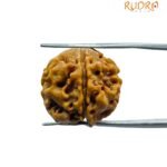 5 Mukhi Rudraksha Nepal - ( 20.65 Mm )