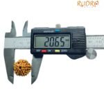 5 Mukhi Rudraksha Nepal - ( 20.65 Mm )