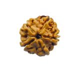 5 Mukhi Rudraksha Nepal - ( 20.65 Mm )
