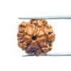 5 Mukhi Rudraksha Nepal (21.10 Mm)