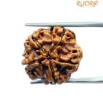 5 Mukhi Rudraksha Nepal (21.10 Mm)