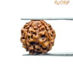 5 Mukhi Rudraksha Nepal (21.10 Mm)