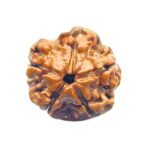 5 Mukhi Rudraksha Nepal (21.10 Mm)
