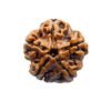 5 Mukhi Rudraksha Nepal (21.23 Mm)