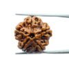 5 Mukhi Rudraksha Nepal (21.23 Mm)