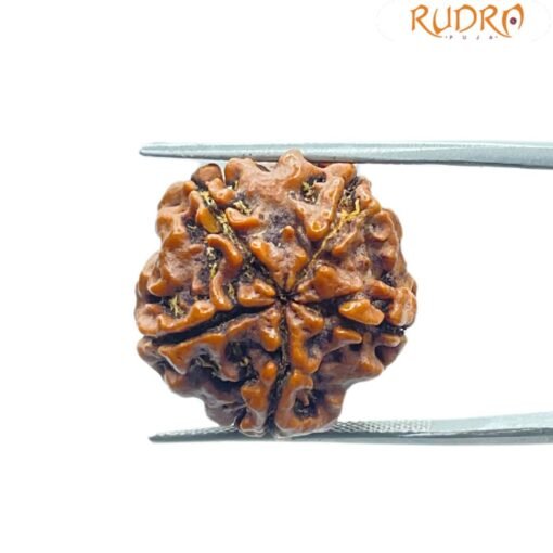 5 Mukhi Rudraksha Nepal (21.23 Mm)