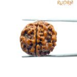 5 Mukhi Rudraksha Nepal (21.23 Mm)
