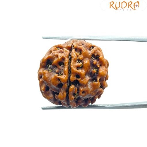 5 Mukhi Rudraksha Nepal (21.23 Mm)
