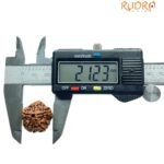 5 Mukhi Rudraksha Nepal (21.23 Mm)