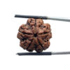 5 Mukhi Rudraksha Nepal - (21.30 MM)