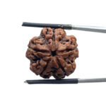 5 Mukhi Rudraksha Nepal - (21.30 MM)