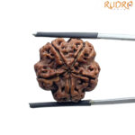 5 Mukhi Rudraksha Nepal - (21.30 MM)