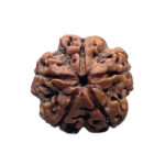5 Mukhi Rudraksha Nepal - (21.30 MM)