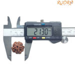 5 Mukhi Rudraksha Nepal - (21.30 MM)