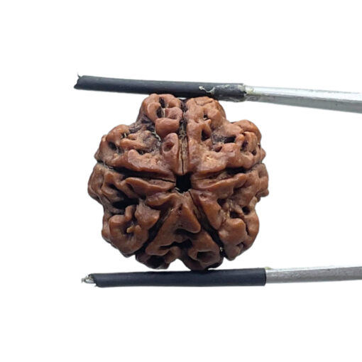 5 Mukhi Rudraksha Nepal - (21.30 MM)