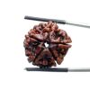 5 Mukhi Rudraksha Nepal - (21.31 MM)