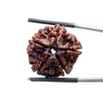 5 Mukhi Rudraksha Nepal - (21.31 MM)