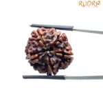 5 Mukhi Rudraksha Nepal - (21.31 MM)