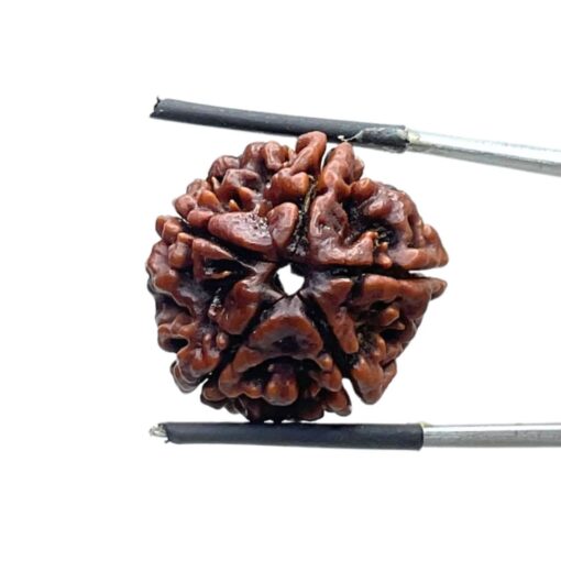 5 Mukhi Rudraksha Nepal - (21.31 MM)