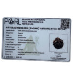 5 Mukhi Rudraksha Nepal - (21.31 MM)