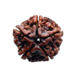 5 Mukhi Rudraksha Nepal - (21.31 MM) - Image 3