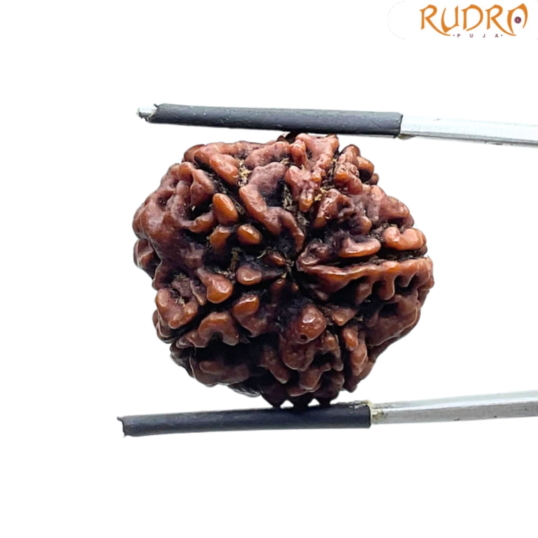 5 Mukhi Rudraksha Nepal - (22.86 MM)