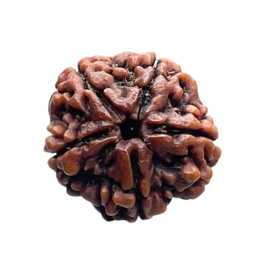 5 Mukhi Rudraksha Nepal - (22.86 MM)