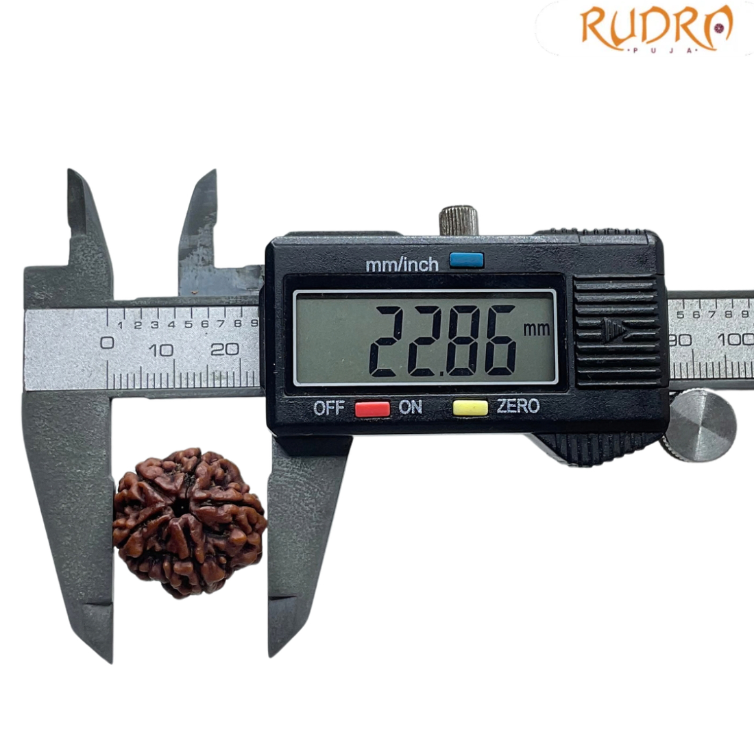 5 Mukhi Rudraksha Nepal - (22.86 MM)