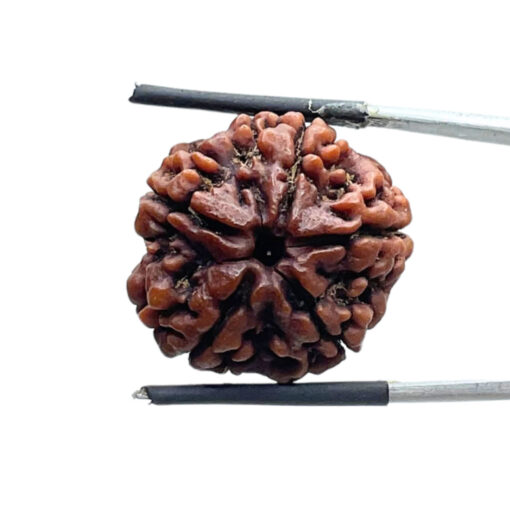 5 Mukhi Rudraksha Nepal - (22.86 MM)