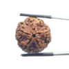 5 Mukhi Rudraksha Nepal - (23.00 MM)