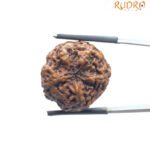5 Mukhi Rudraksha Nepal - (23.00 MM)