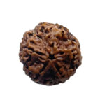 5 Mukhi Rudraksha Nepal - (23.00 MM)