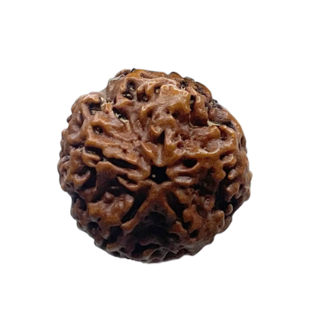5 Mukhi Rudraksha Nepal - (23.00 MM)