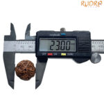 5 Mukhi Rudraksha Nepal - (23.00 MM)